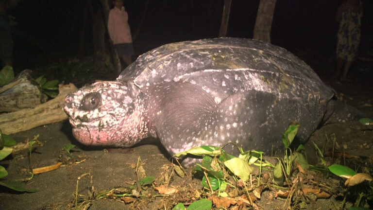 Safeguarding Leatherback Turtles in Papua New Guinea: A Cultural and Environmental Endeavor