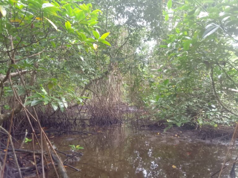 Coastal Protection & Biodiversity in Alexishafen Alexishafen Mangrove