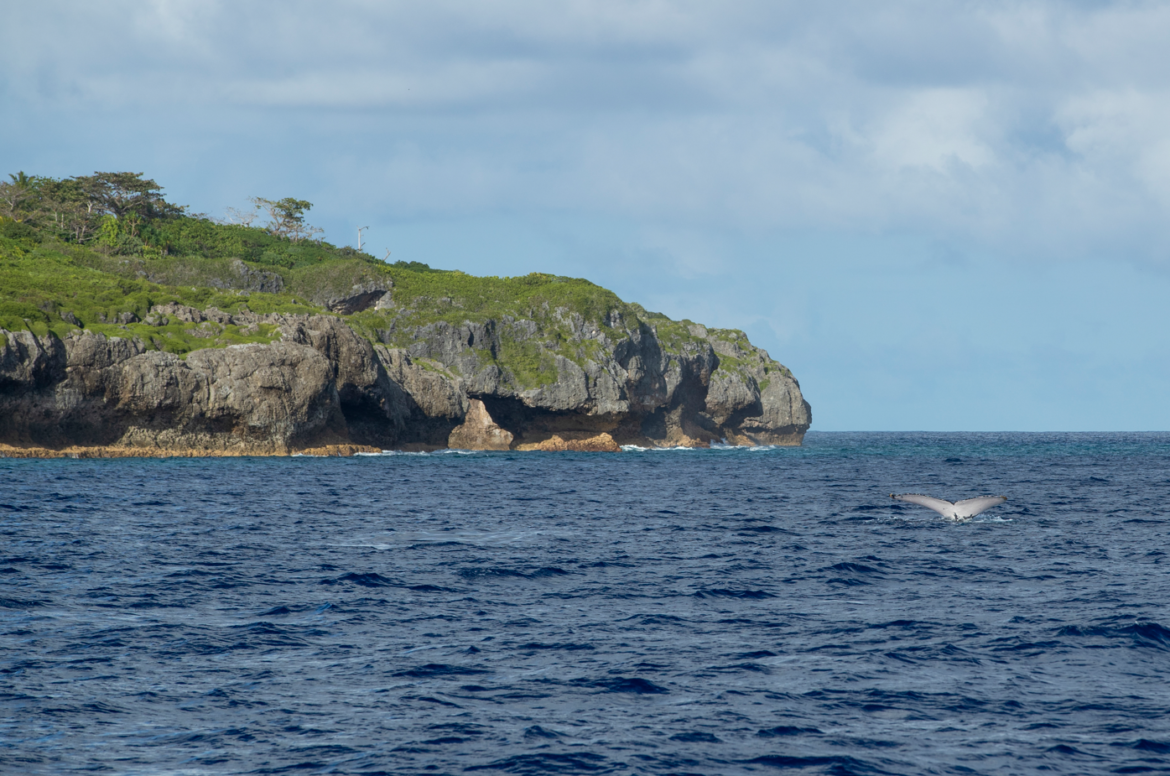 Sponsor and Ocean - Niue