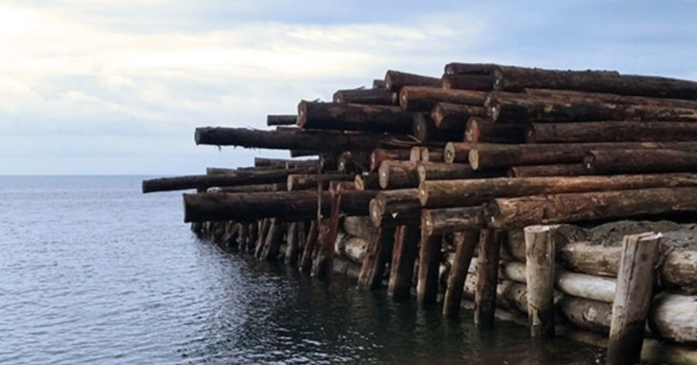 ACT NOW! reveals evidence of illegal logging in ENB ACT NOW! reveals evidence of more illegal logging in new case study