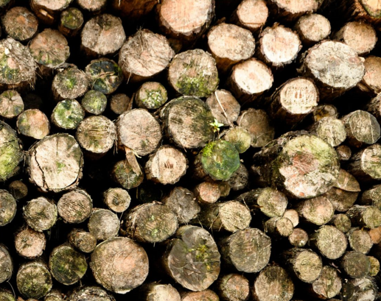 More Evidence of Logging Crime in Forest Sector Round logs facing upward