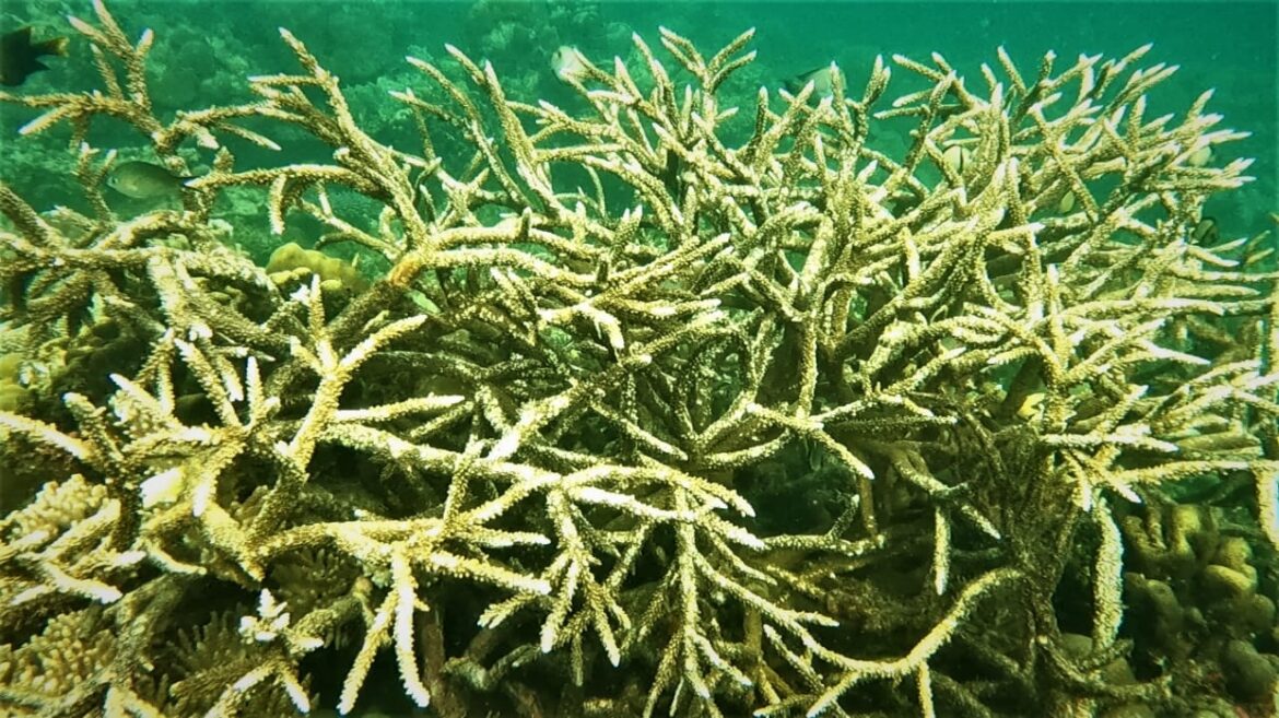 Hiri Coral PNG's healthy Coral beds.
