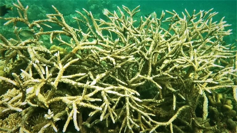 Hiri Coral PNG: Reviving Reefs, Empowering Communities and Inspiring Conservation Hiri Coral PNG's healthy Coral beds.