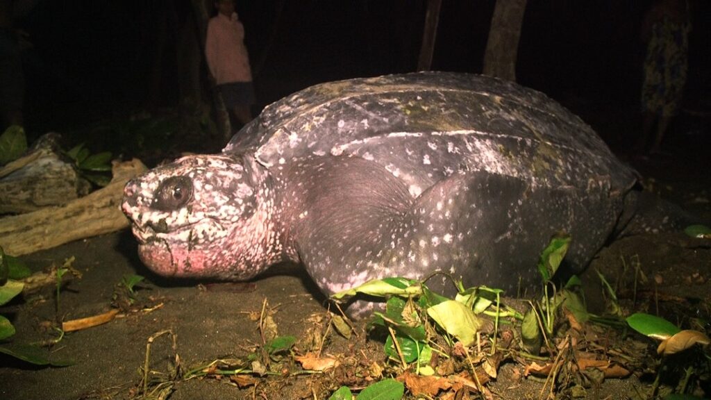 Huge leatherback turtle.