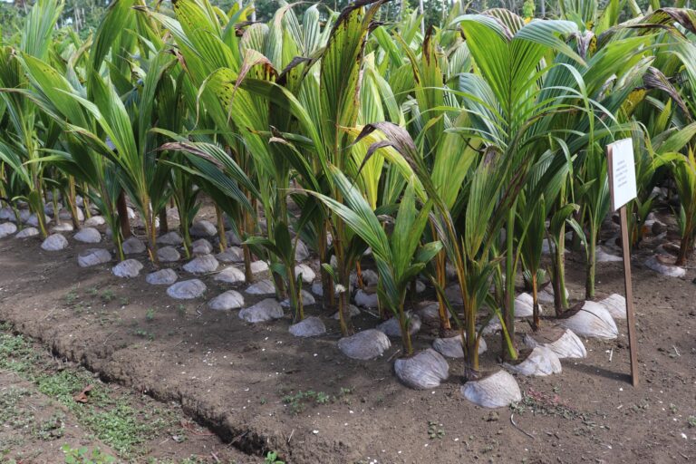 World Coconut Day
