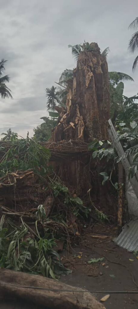 Falling Tree Kills Woman and Two Children 