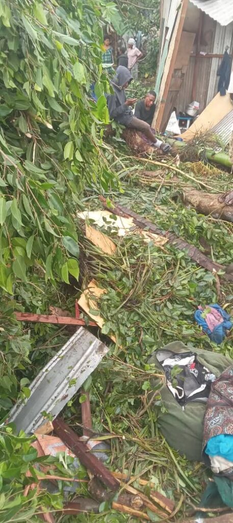 Falling Tree Kills Woman and Two Children 