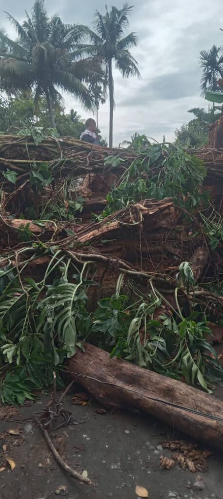 Falling Tree Kills Woman and Two Children 