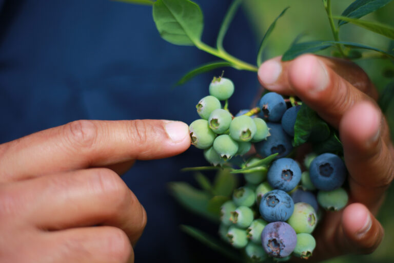 Finger pointing to a bunch of blueberries