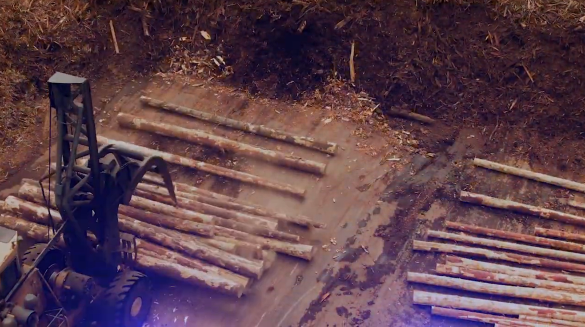 Machinery drops round logs onto the ground on a forest clearing/logging site.