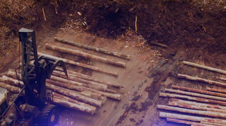 Machinery drops round logs onto the ground on a forest clearing/logging site.