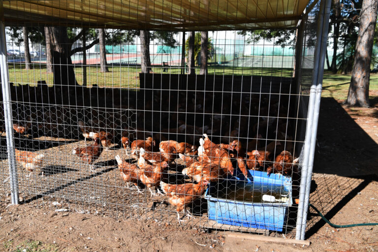 Bird flu outbreak could leave industry devastated