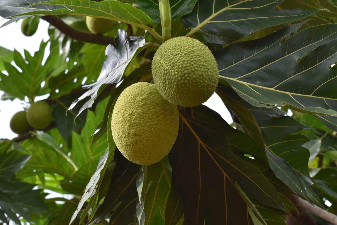 Breadfruit is a Food Often Taken for Granted