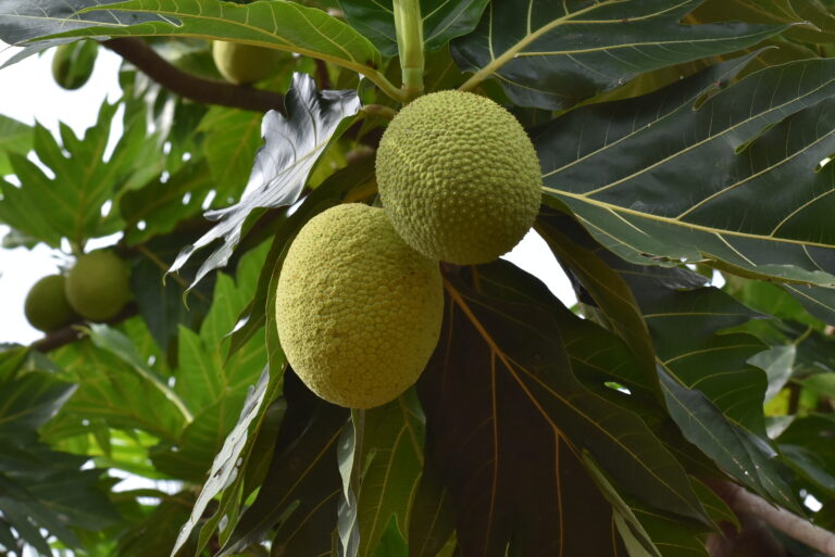 Breadfruit is a Food Often Taken for Granted