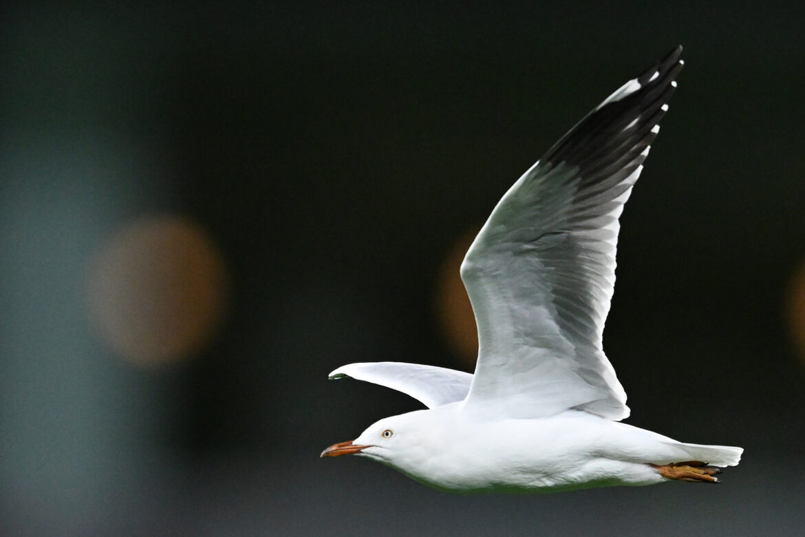 Mass deaths warning: bird flu spread set to accelerate